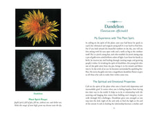 Divine Nature of Plants by Laura Aversano: Paperback; 288 pages / English