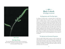 Divine Nature of Plants by Laura Aversano: Paperback; 288 pages / English